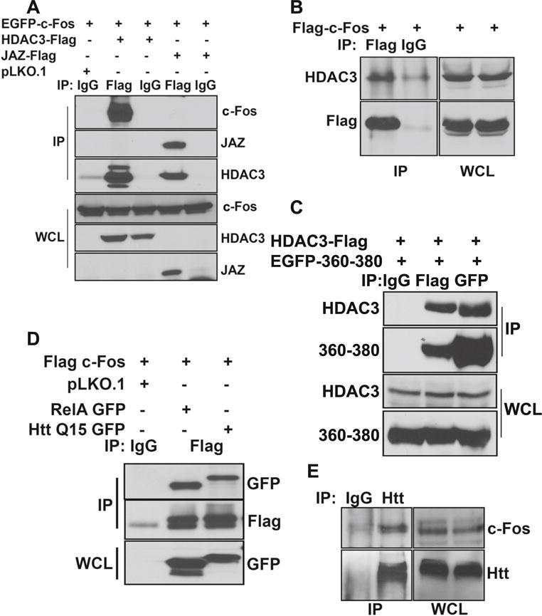 Fig. 10