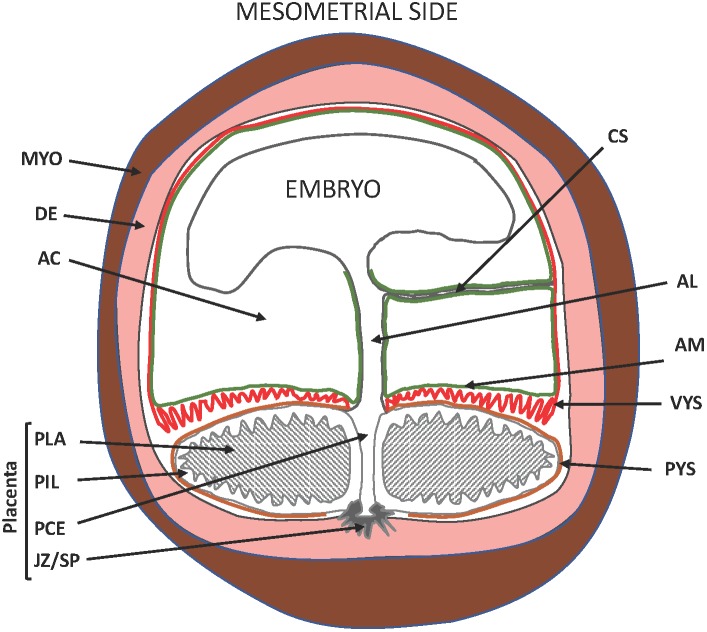 FIGURE 1