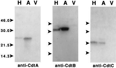 FIG. 6