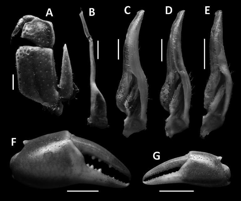 Fig. 3.