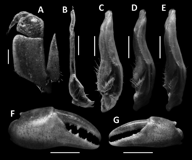 Fig. 6.