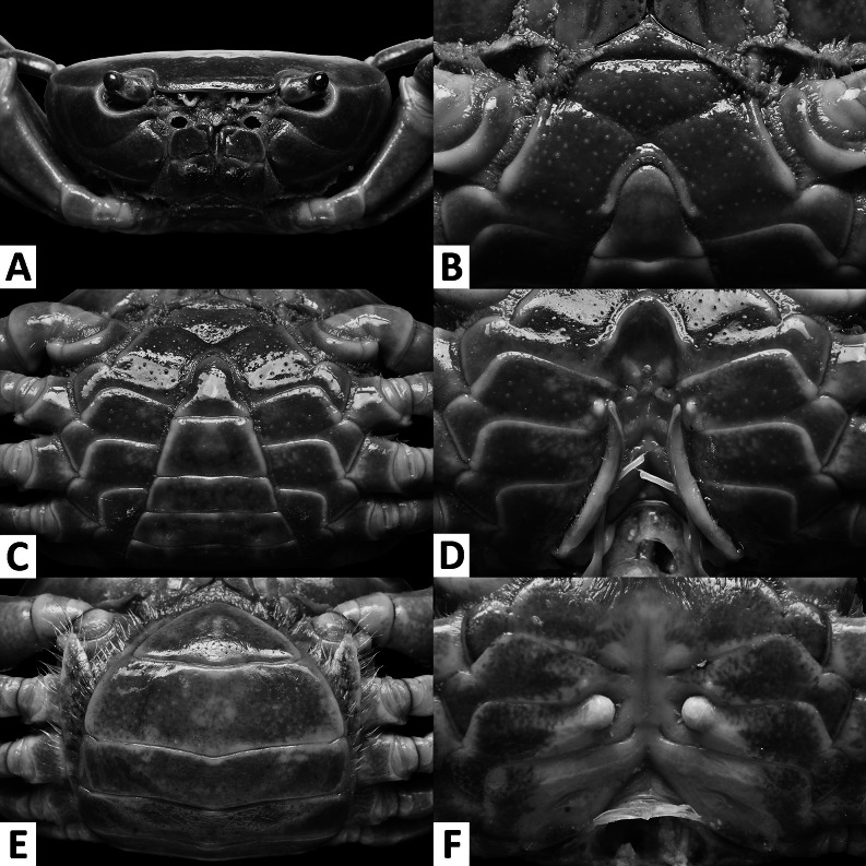 Fig. 2.