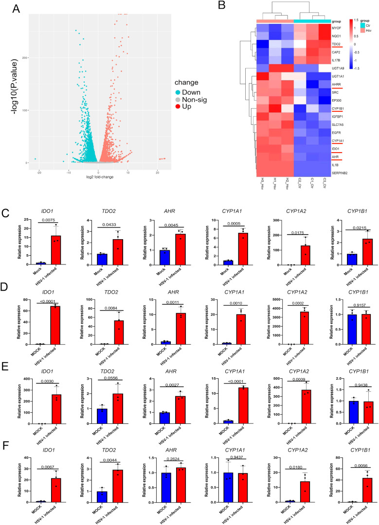 Panel A shows a volcano plot illustrating differential expressionwith points indicating upregulated and downregulated genes. Panel B presents a heatmap with hierarchical clustering, showcasing gene expression levels across different groups. Panels C to F display bar graphs of relative expression for genes IDO1, TDO2, AHR, CYP1A1, CYP1A2, and CYP1B1, comparing MOCK and HSV-1 infected samples. Each bar graph includes statistical signiﬁcance markers. Colors and patterns highlight differential gene expression levels and statistical signiﬁcance across conditions.