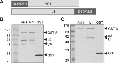 FIG. 1.