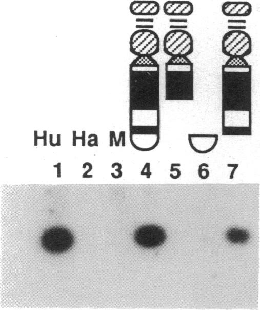 graphic file with name pnas00291-0368-a.jpg