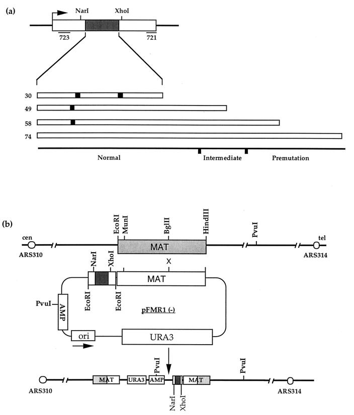 FIG. 1