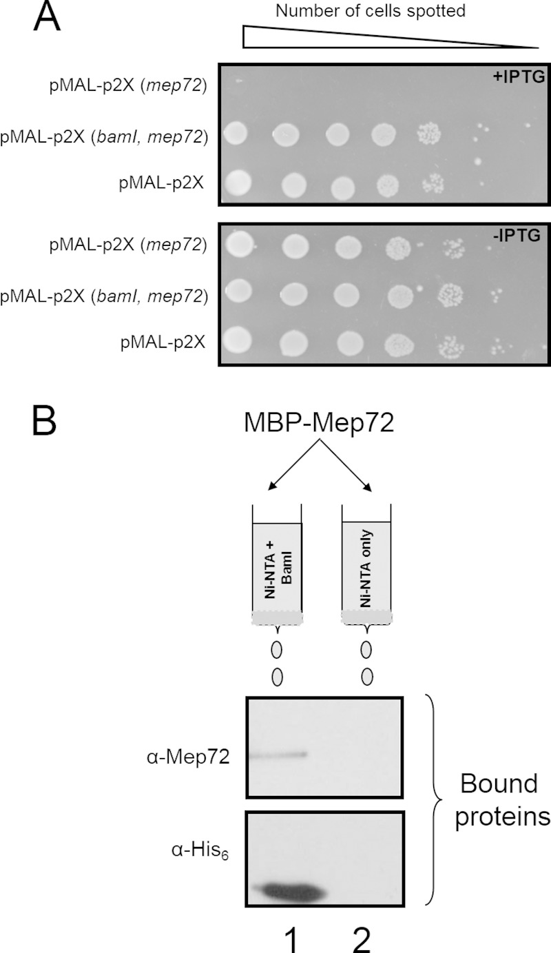 FIG 5