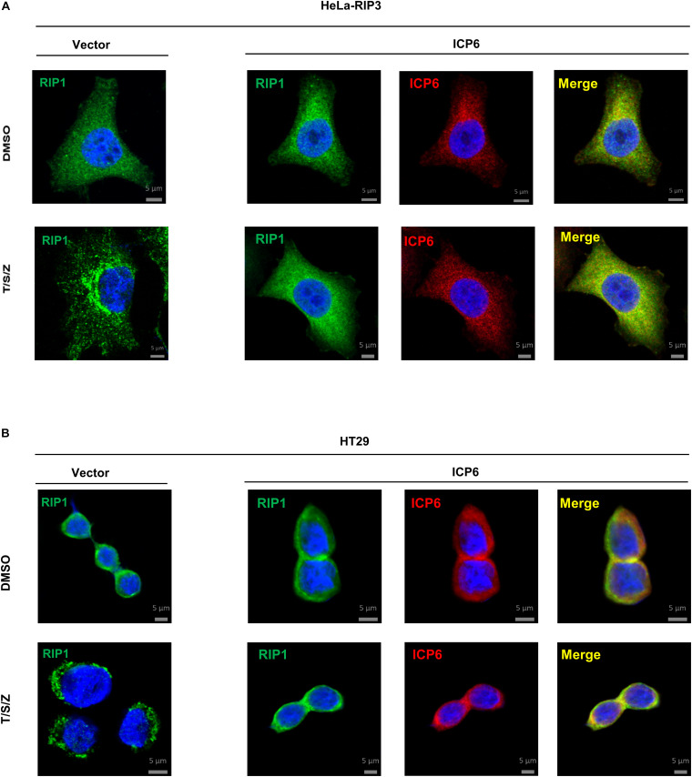 FIGURE 4