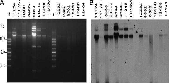 FIG. 2.