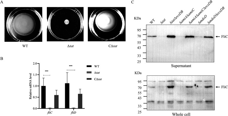 FIG 2