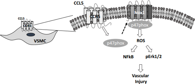 graphic file with name nihms-1759888-f0009.jpg