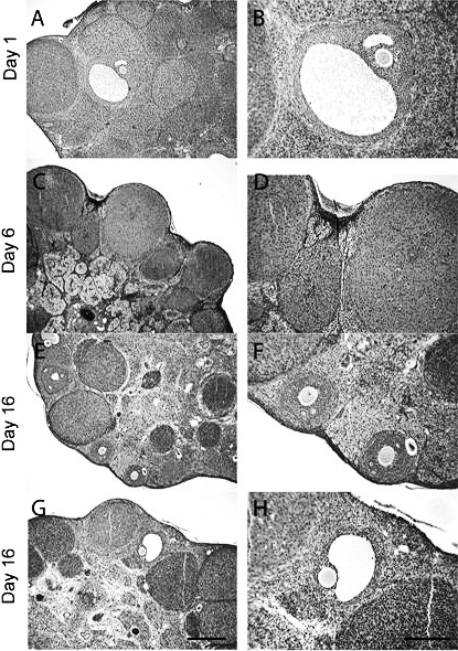 FIG. 5.