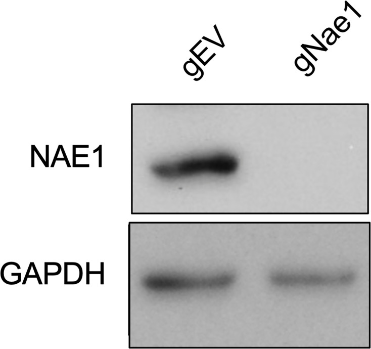 Figure 5—figure supplement 2.