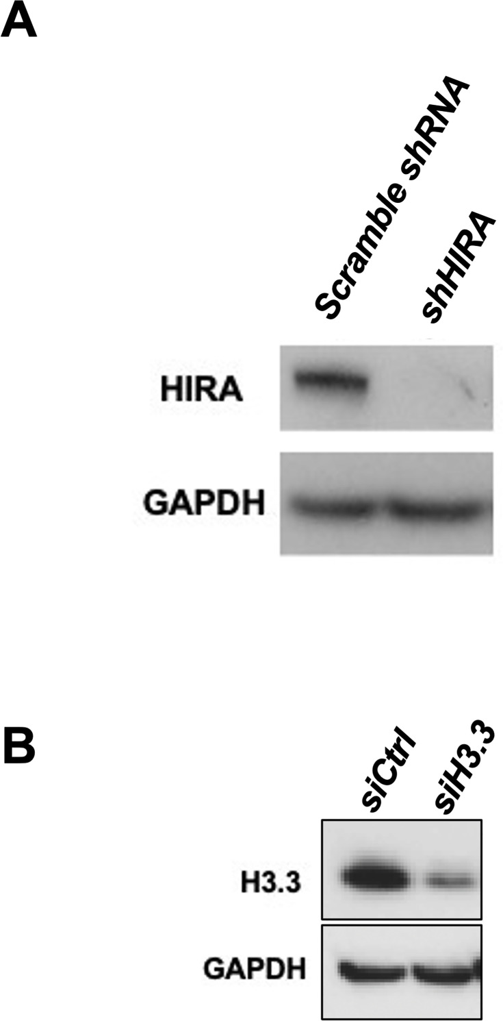 Figure 1—figure supplement 2.