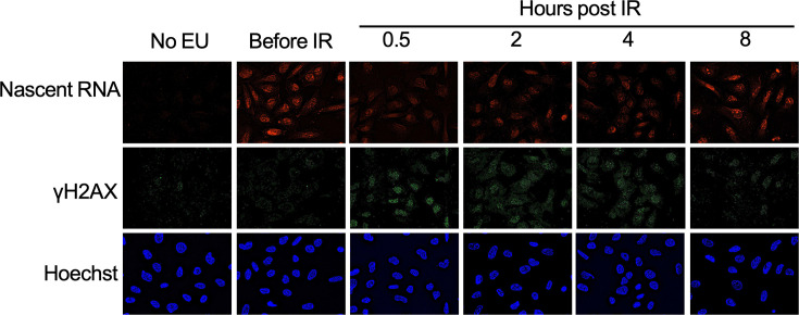 Figure 1—figure supplement 1.