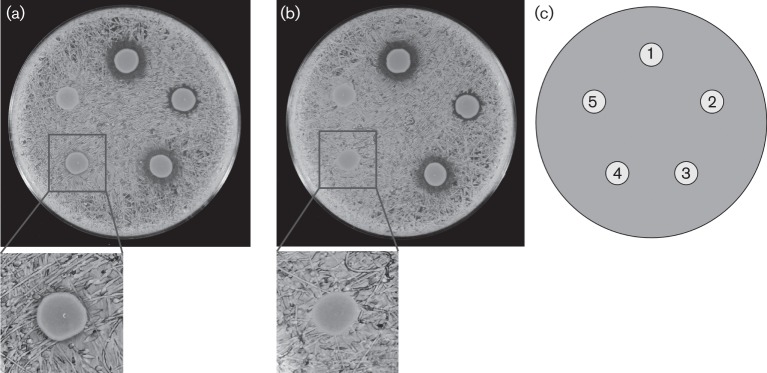 Fig. 4. 