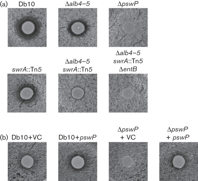 Fig. 1. 