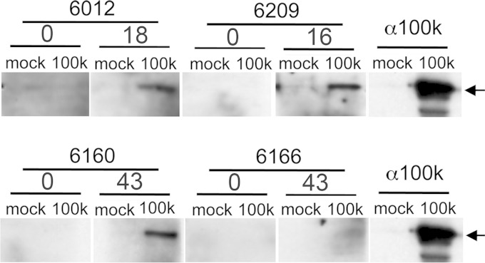 FIG 2