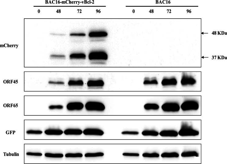 FIG 2