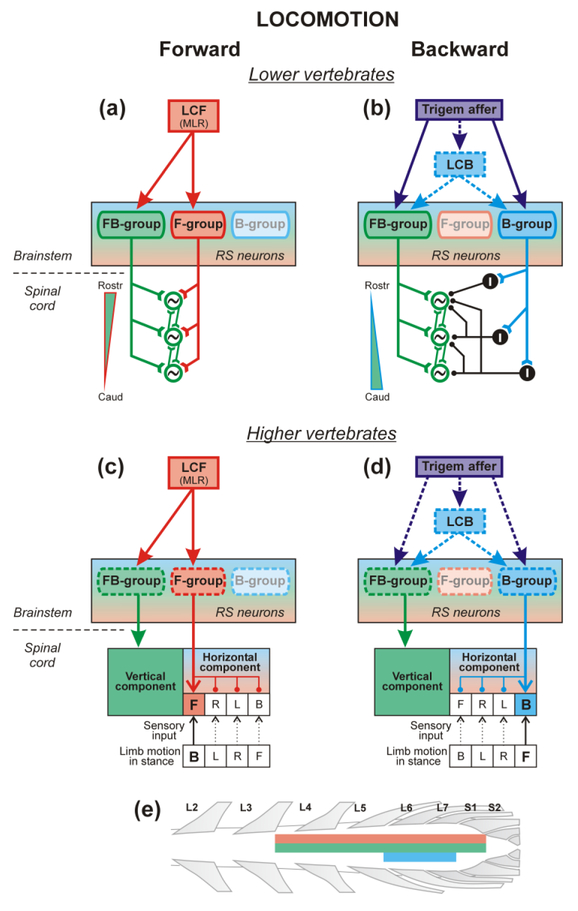 graphic file with name nihms-1516698-f0001.jpg