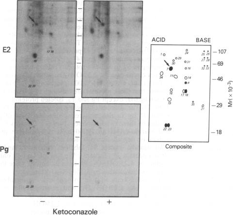 graphic file with name pnas01096-0257-a.jpg