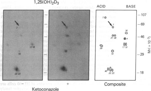 graphic file with name pnas01096-0257-b.jpg