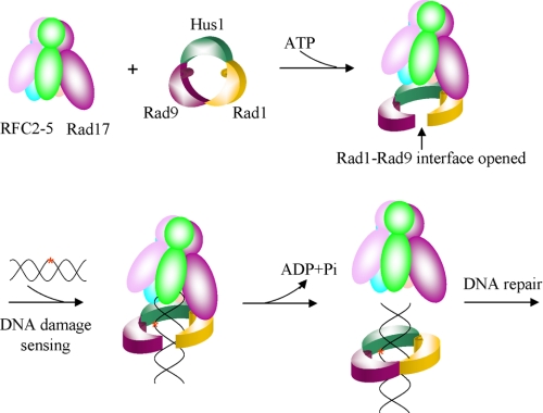 FIGURE 3.