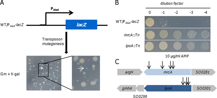 FIG 1