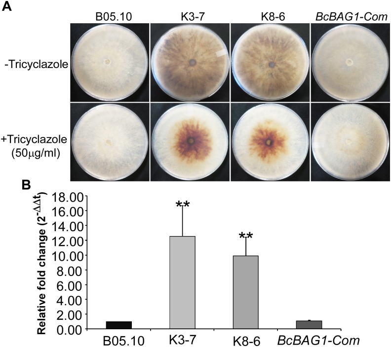 FIGURE 3