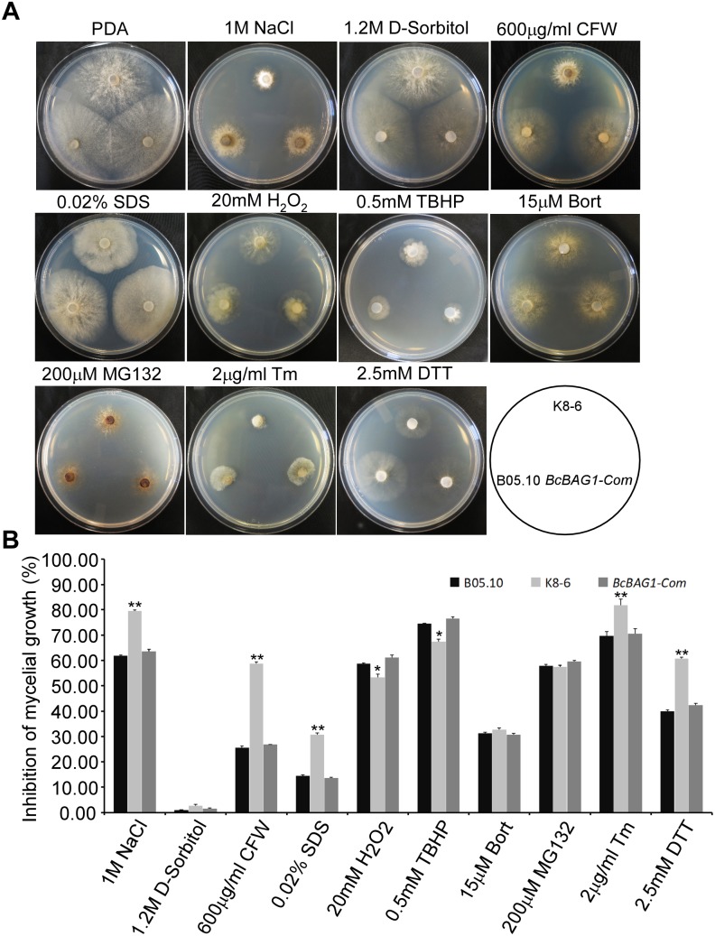 FIGURE 6