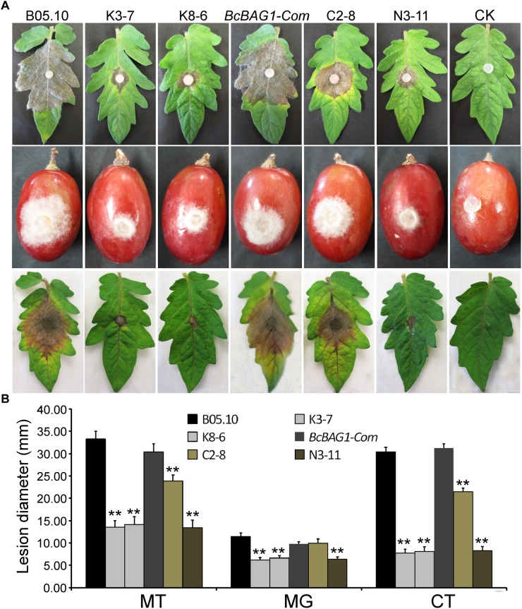 FIGURE 4