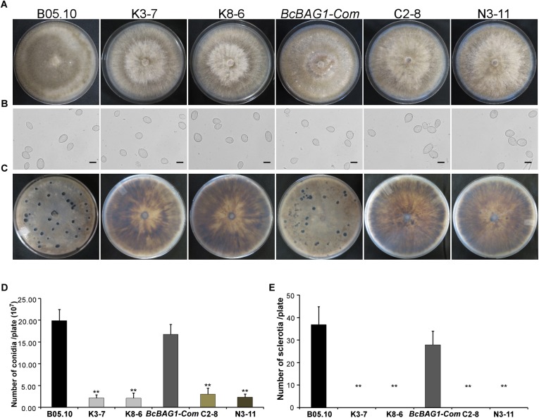 FIGURE 2