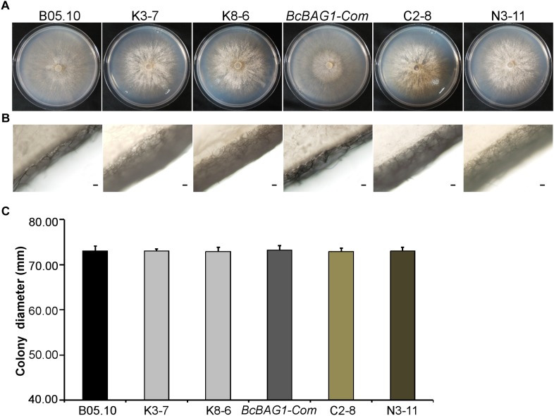 FIGURE 1