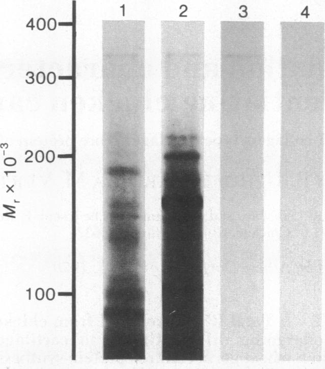 graphic file with name pnas00010-0108-a.jpg