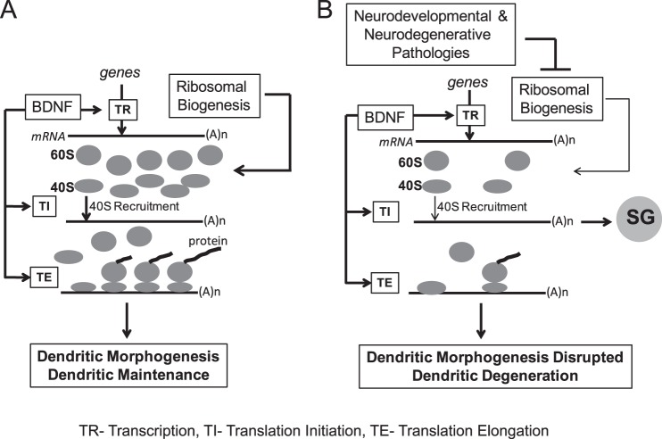 FIGURE 12.