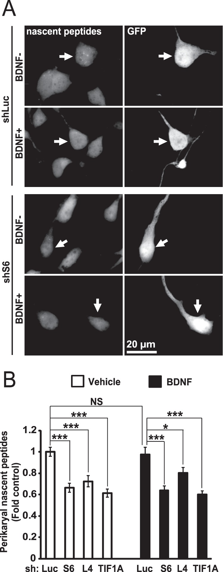 FIGURE 11.