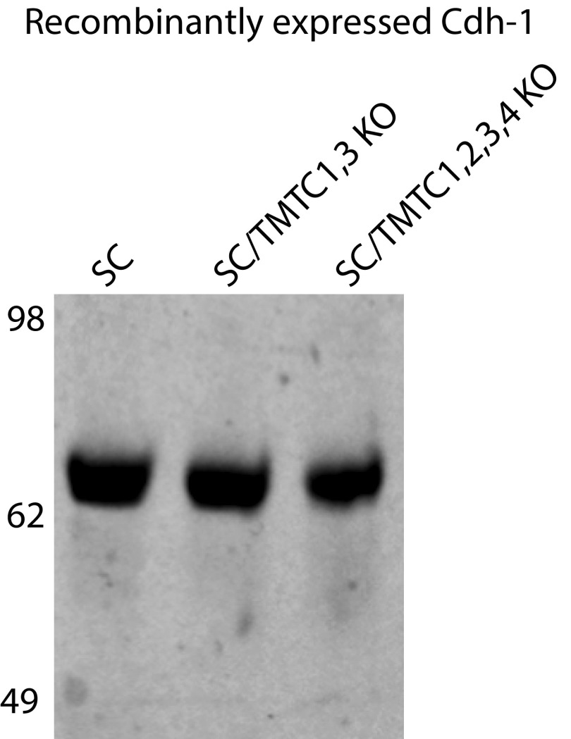 Fig. S1.