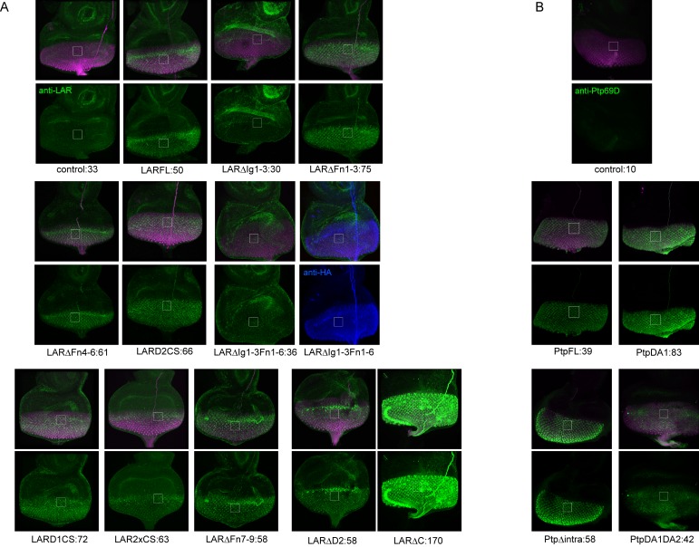 Figure 4—figure supplement 1.