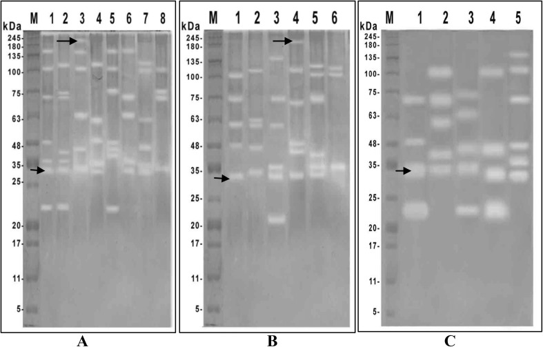 Fig. 3