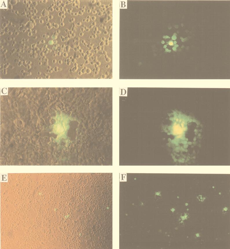 FIG. 5