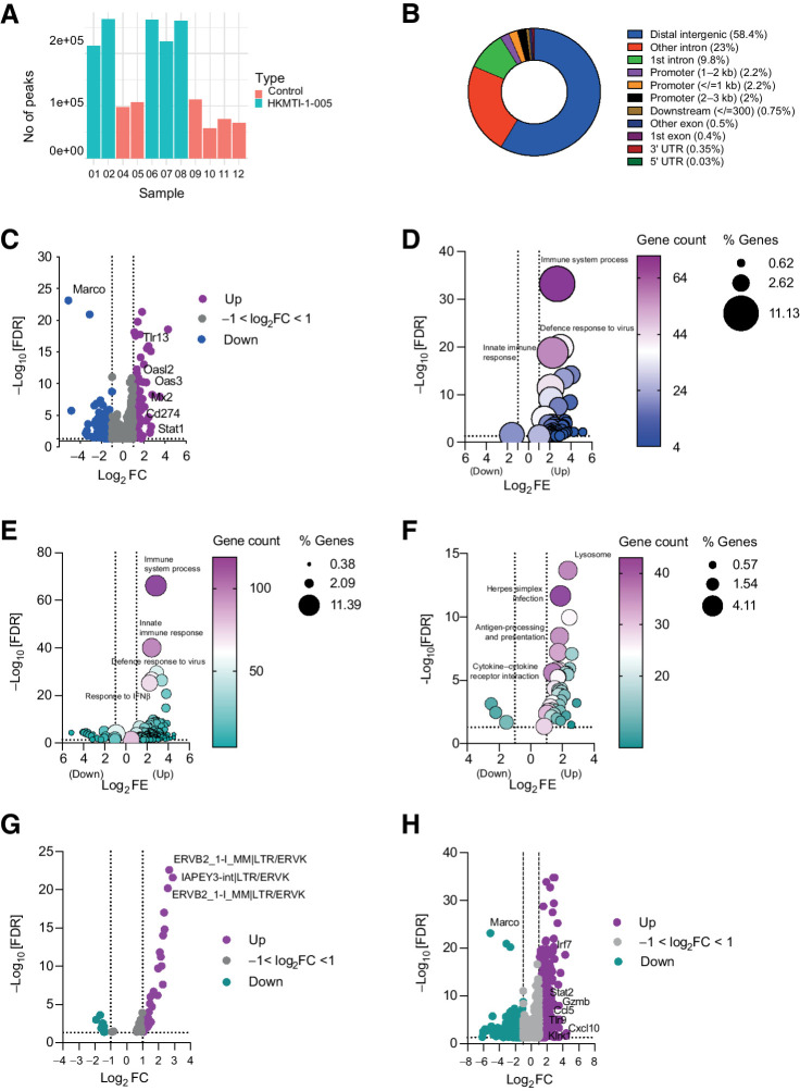 Figure 3. ATAC-seq and RNA-seq on murine omental tumor deposits. A, Number of ATAC-seq peaks for control (n = 6) and HKMTI-1–005 samples (n = 5), before applying filtration criteria. One HKMTI-1–005 sample did not yield enough sequencing reads and was removed from analysis. B, Distribution of ATAC-seq peaks across the genome. C, Overlap of genes with ATAC-seq peaks showing increased chromatin accessibility that were also differentially expressed (n = 1,106) by RNA-seq following HKMTI-1–005 treatment in vivo (HKMTI-1–005 n = 7, control n = 7). FC, fold change. Purple color: Log2FC ≥ 1, gray color: −1 < Log2FC ≤ 1, and blue color: Log2FC ≤ −1. D, Biological processes (BP) sub-ontology for 1,053 genes from C that overlapped with gene expression signatures from DAVID online Functional Annotation Tool. Gene count denotes the number of genes found to overlap with genes within the respective signature and the dot size represents the percentage of these genes within the signature. FE, fold enrichment. E and F, DEG following HKTMI-1–005 classified by BP and KEGG sub-ontologies, respectively. Gene count denotes the number of genes found to overlap with genes within the respective signature and the dot size represents the percentage of these genes within the signature. G, Volcano plot showing differentially expressed ERVs, following HKMTI treatment (n = 7) versus control (n = 7). Purple color: Log2FC ≥ 1, gray color: −1 < Log2FC ≤ 1 and green color: Log2FC ≤ −1. H, Volcano plot showing individual DEG following HKMTI treatment (n = 7) versus control (n = 7) by RNA sequencing with an FDR <0.05. Purple color: Log2FC ≥ 1, gray color: −1 < Log2FC ≤ 1 and green color: Log2FC ≤ −1. Cellular response to IFNβ (GO:0035458, FDR = 7.65e−15) and response to virus (GO:0009615, FDR = 4.32e−14).