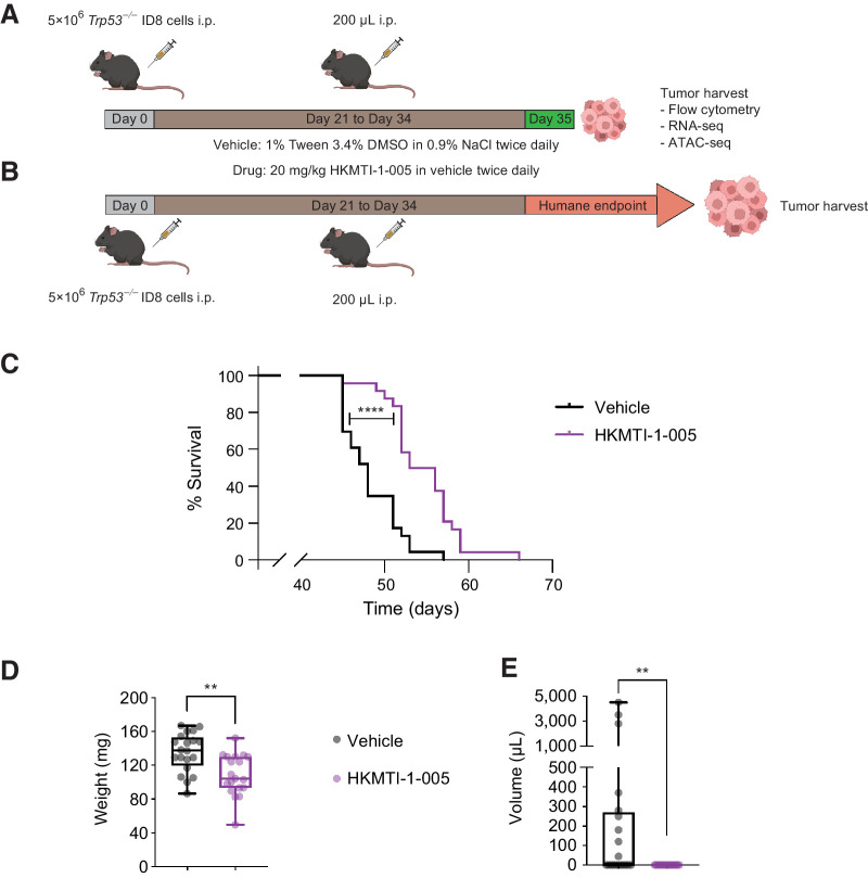 Figure 4. Dual G9A/EZH2 inhibition inhibits tumor growth and prolongs survival in a mouse ovarian cancer model. A, Experimental design for mechanism experiments. Mice bearing intraperitoneal Trp53−/−ID8 cells were treated with either HKMTI-1–005 (20 mg/kg i.p. twice a day) or vehicle (1% Tween/3.4% DMSO in 0.9% NaCl i.p. twice a day) for 14 days starting on day 21, followed by omental and porta hepatic deposits harvest/weighting, measuring ascites and immunophenotyping by flow cytometry immediately after the end of treatment. Image created with BioRender.com. B, Experimental design for efficacy experiments. Mice were treated as per A, but treatment was followed by observation until mice reached humane survival endpoint. C, Kaplan–Meier survival curves for mice treated with vehicle (n = 24) or 20 mg/kg HKMTI-1–005 (n = 24) as per schedule on B. Median survival was 48 days for vehicle versus 54.5 days for HKMTI-1–005, P < 0.0001). Curves were compared using the Log-rank (Mantel–Cox) test, ****, P < 0.0001. Experiment was performed twice with n = 12 per cohort for each experiment. D, Whole tumor weight (including both porta hepatis and omental tumor deposits) and E ascites volume for mice treated with either vehicle (n = 20) or HKMTI-1–005 (n = 20) as per schedule in A; comparisons were made using unpaired t test for whole tumor burden and Mann–Whitney test for ascites volume (**, P < 0.01). Experiment was performed twice with n = 10 per cohort for each experiment.