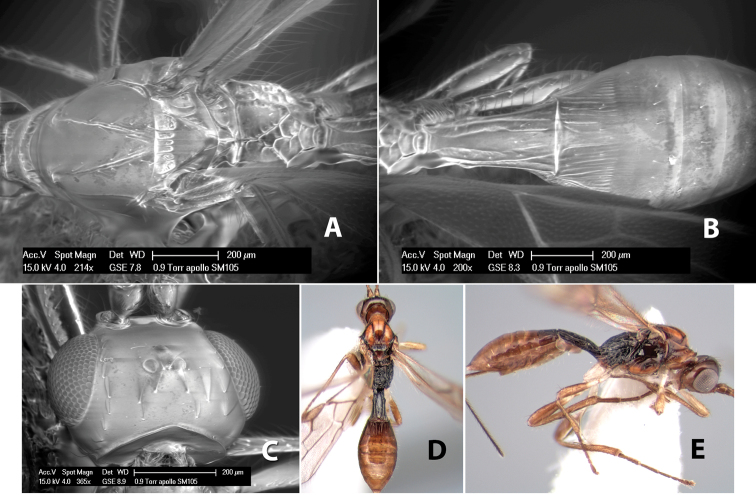 Figure 210.