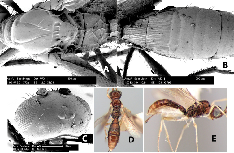 Figure 161.