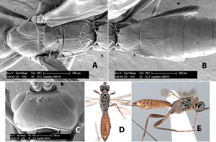 Figure 261.