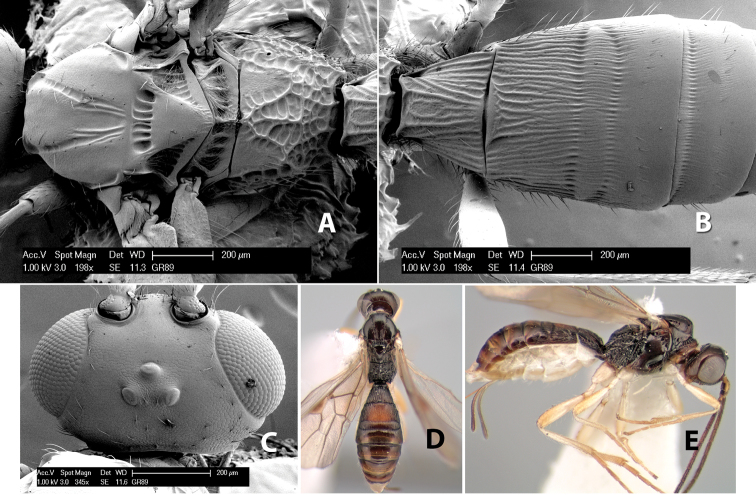 Figure 141.