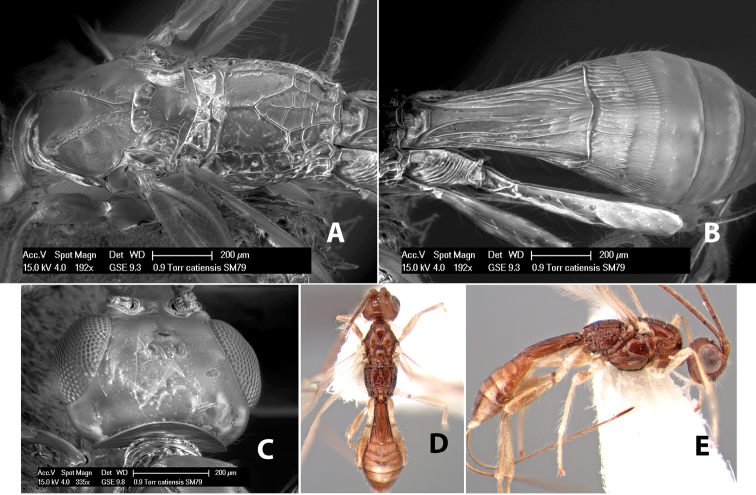 Figure 219.