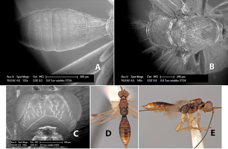 Figure 79.