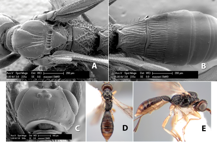 Figure 259.