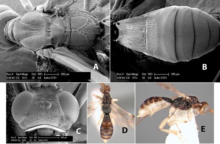 Figure 21.